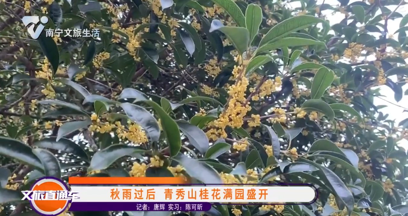 秋雨过后 青秀山桂花满园盛开
