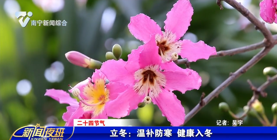 【二十四节气】立冬：温补防寒  健康入冬 