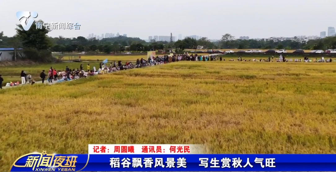 稻谷飄香風(fēng)景美 寫生賞秋人氣旺