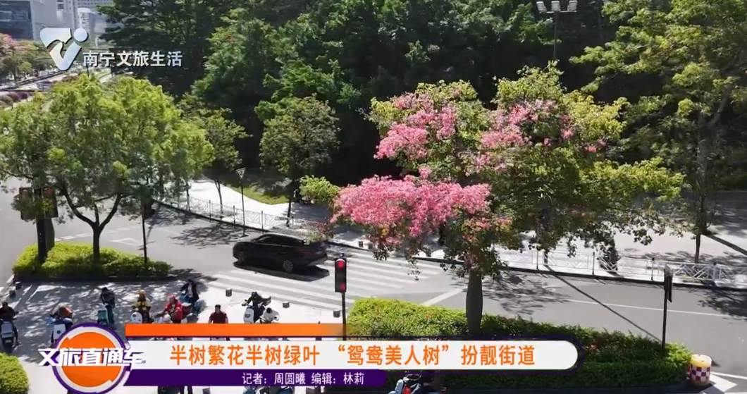 半树繁花半树绿叶 “鸳鸯美人树”扮靓街道