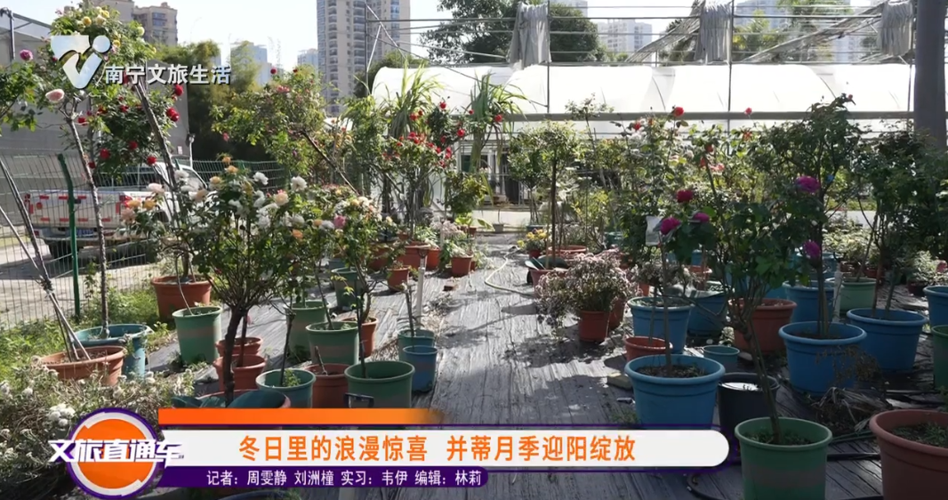 冬日里的浪漫惊喜 并蒂月季迎阳绽放