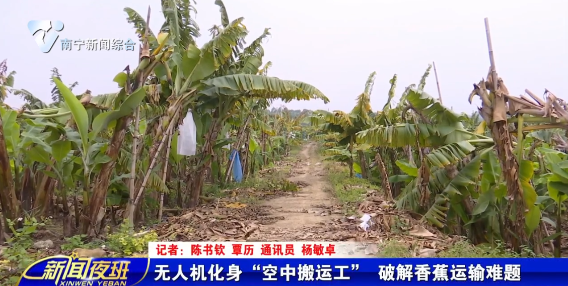 无人机化身“空中搬运工” 破解香蕉运输难题