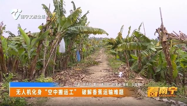 无人机化身“空中搬运工”破解香蕉运输难题