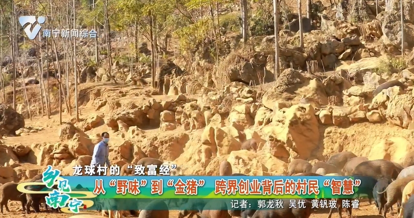 【龙球村的“致富经”】从“野味”到“金猪” 跨界创业背后的村民“智慧”