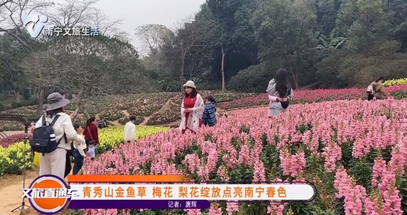 青秀山金鱼草 梅花 梨花绽放点亮南宁春色