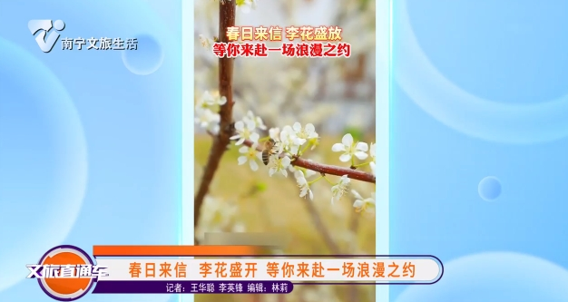 春日来信 李花盛开 等你来赴一场浪漫之约