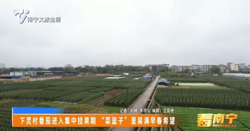 下灵村番茄进入集中挂果期“菜篮子”里装满早春希望