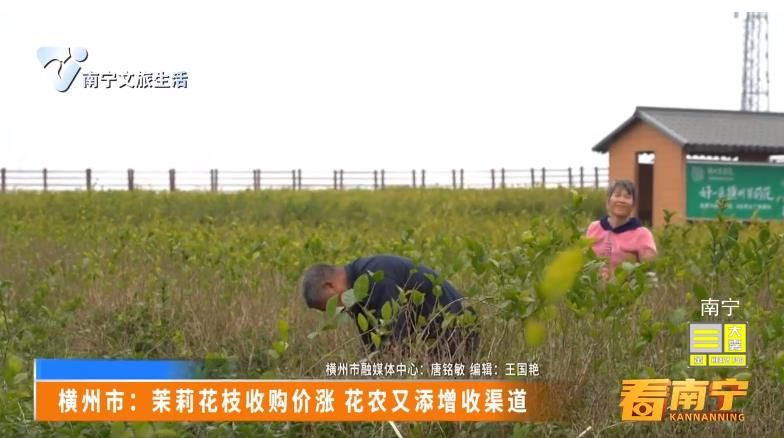 横州市：茉莉花枝收购价涨 花农又添增收渠道