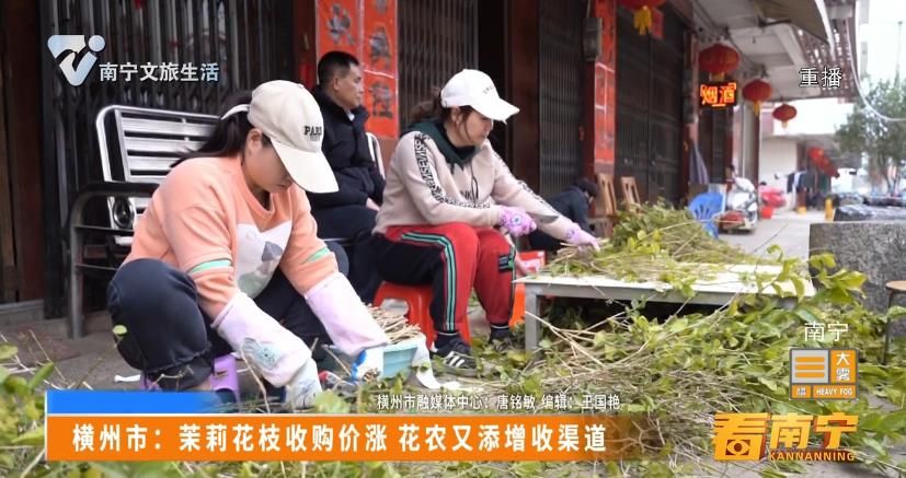 横州市：茉莉花枝收购价涨 花农又添增收渠道