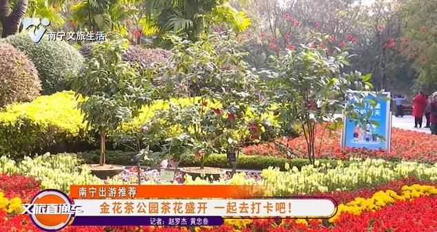 金花茶公园茶花盛开 一起去打卡吧！