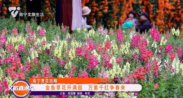 【南宁赏花攻略】金鱼草花开满园 万紫千红争春来