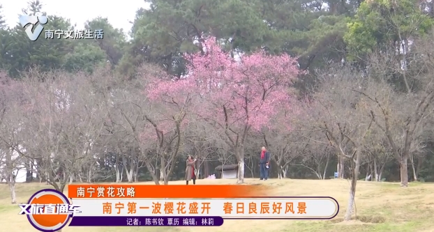 【南宁赏花攻略】南宁第一波樱花盛开 春日良辰好风景