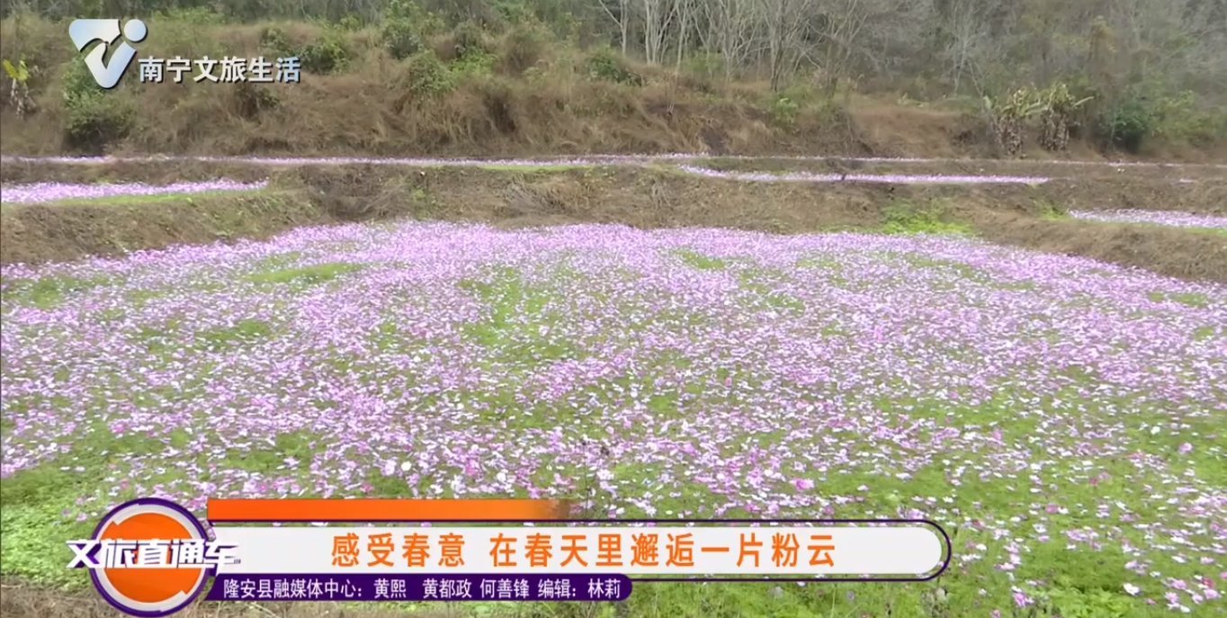 感受春意 在春天里邂逅一片粉云