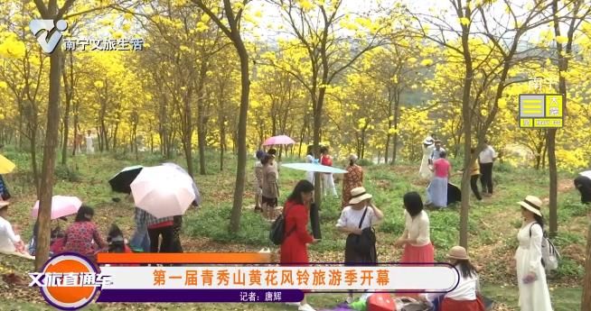 第一届青秀山黄花风铃旅游季开幕