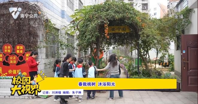 春栽桃树 沐浴阳光