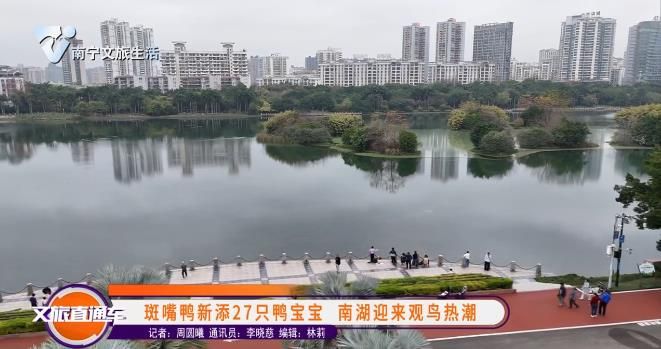 斑嘴鸭新添27只鸭宝宝 南湖迎来观鸟热潮