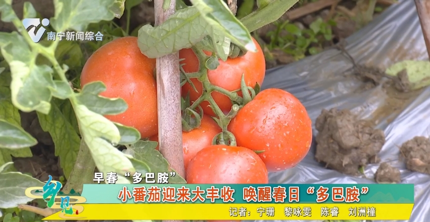 【早春“多巴胺”】小番茄迎来大丰收 唤醒春日“多巴胺”