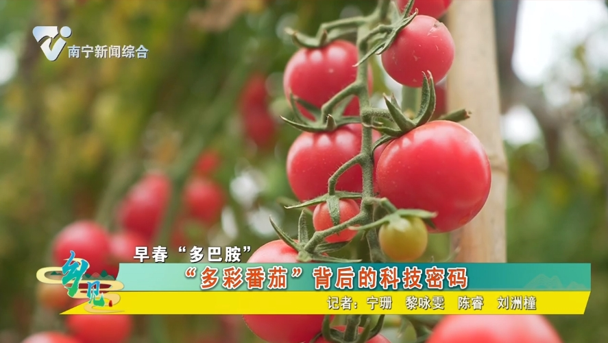 【早春“多巴胺”小】“多彩番茄”背后的科技密码