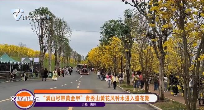 “满山尽带黄金甲”青秀山黄花风铃木进入盛花期