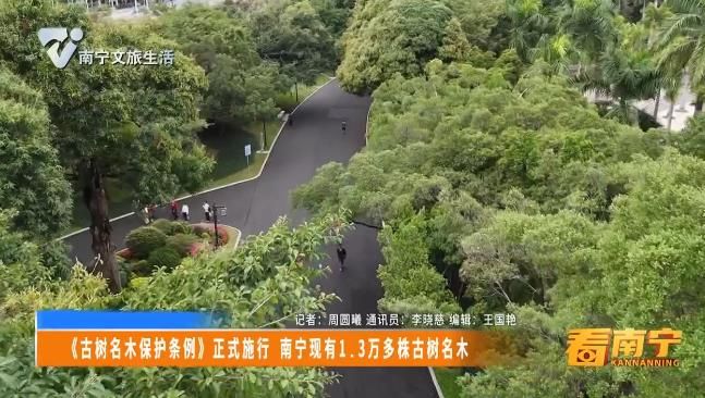 《古树名木保护条例》正式施行 南宁现有1.3万多株古树名木