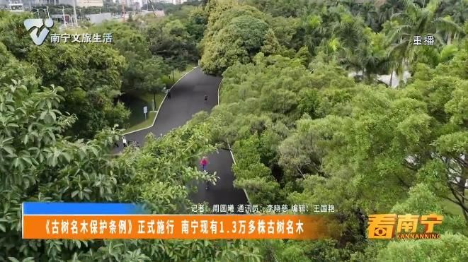 《古树名木保护条例》正式施行 南宁现有1.3万多株古树名木