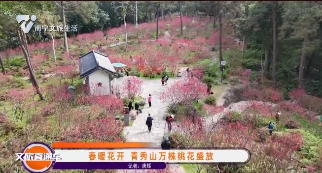 春暖花开 青秀山万株桃花盛放