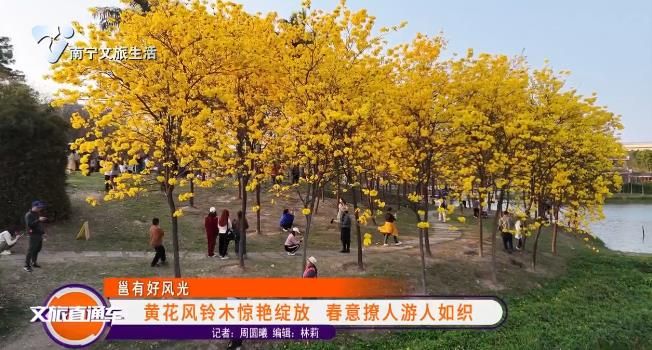 【邕有好风光】黄花风铃木惊艳绽放 春意撩人游人如织
