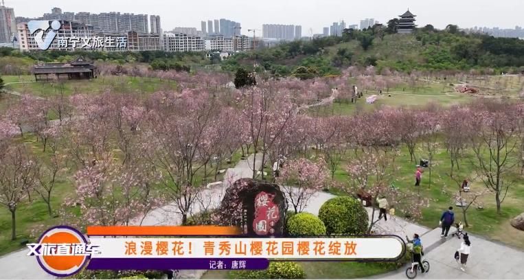 浪漫樱花! 青秀山樱花园樱花绽放