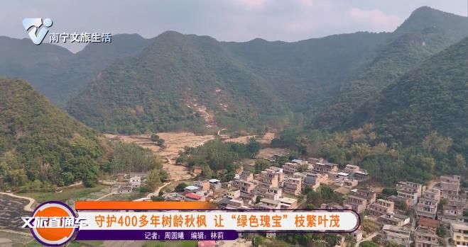 守护400多年树龄秋枫 让 “绿色瑰宝” 枝繁叶茂