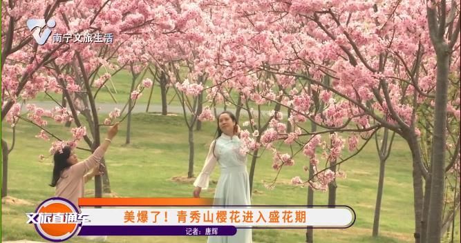 美爆了！青奔山樱花进入盛花期