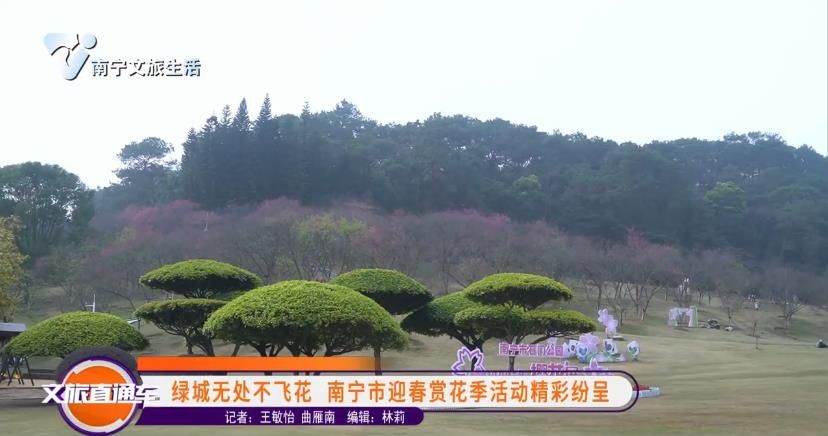 绿城无处不飞花 南宁市迎春赏花季活动精彩分层