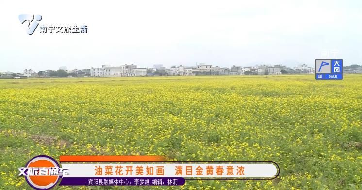 油菜花开美如画 满目金黄春意浓