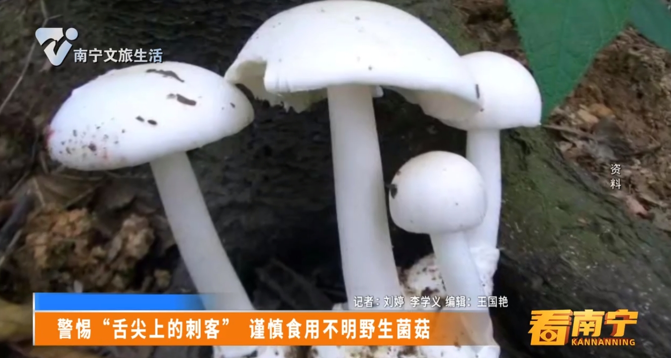 警惕“舌尖上的刺客” 谨慎食用不明野生菌菇
