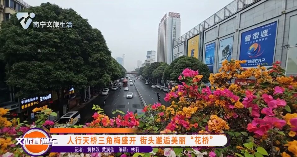 人行天桥三角梅盛开 街头邂逅美丽“花轿”