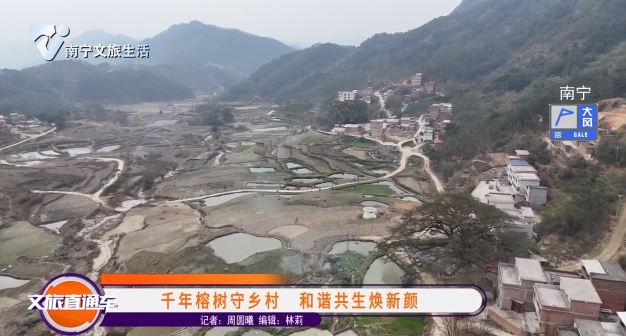 千年榕树守乡村 和谐共生焕新颜