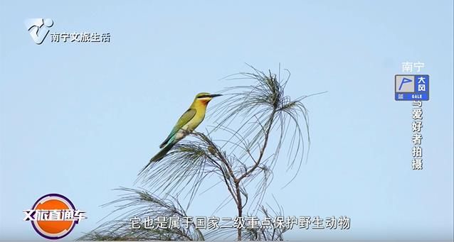 95名观鸟人汇聚南宁 36小时记录188种鸟类