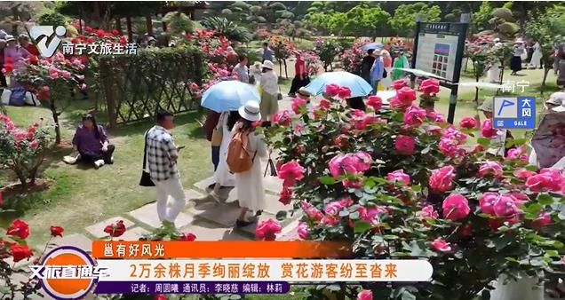 【邕有好风光】2万余株月季绚丽绽放 赏花游客纷至沓来