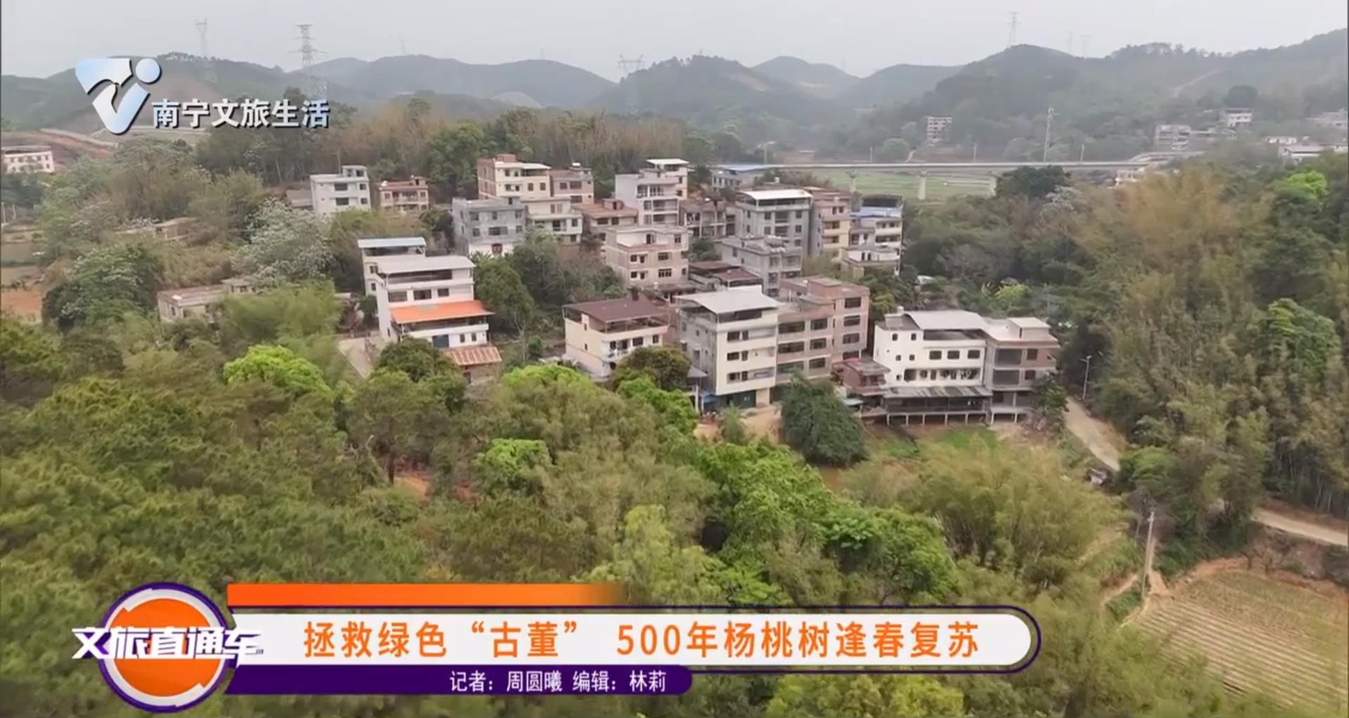 拯救绿色“古董” 500年杨桃树逢春复苏