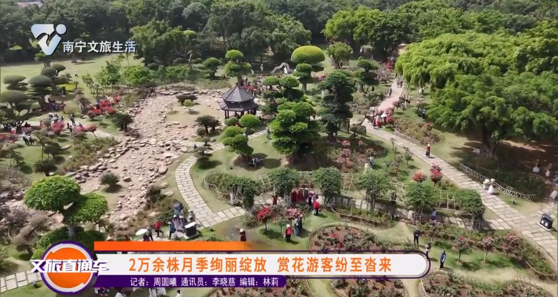 2万余株月季绚丽绽放 赏花游客纷至沓来