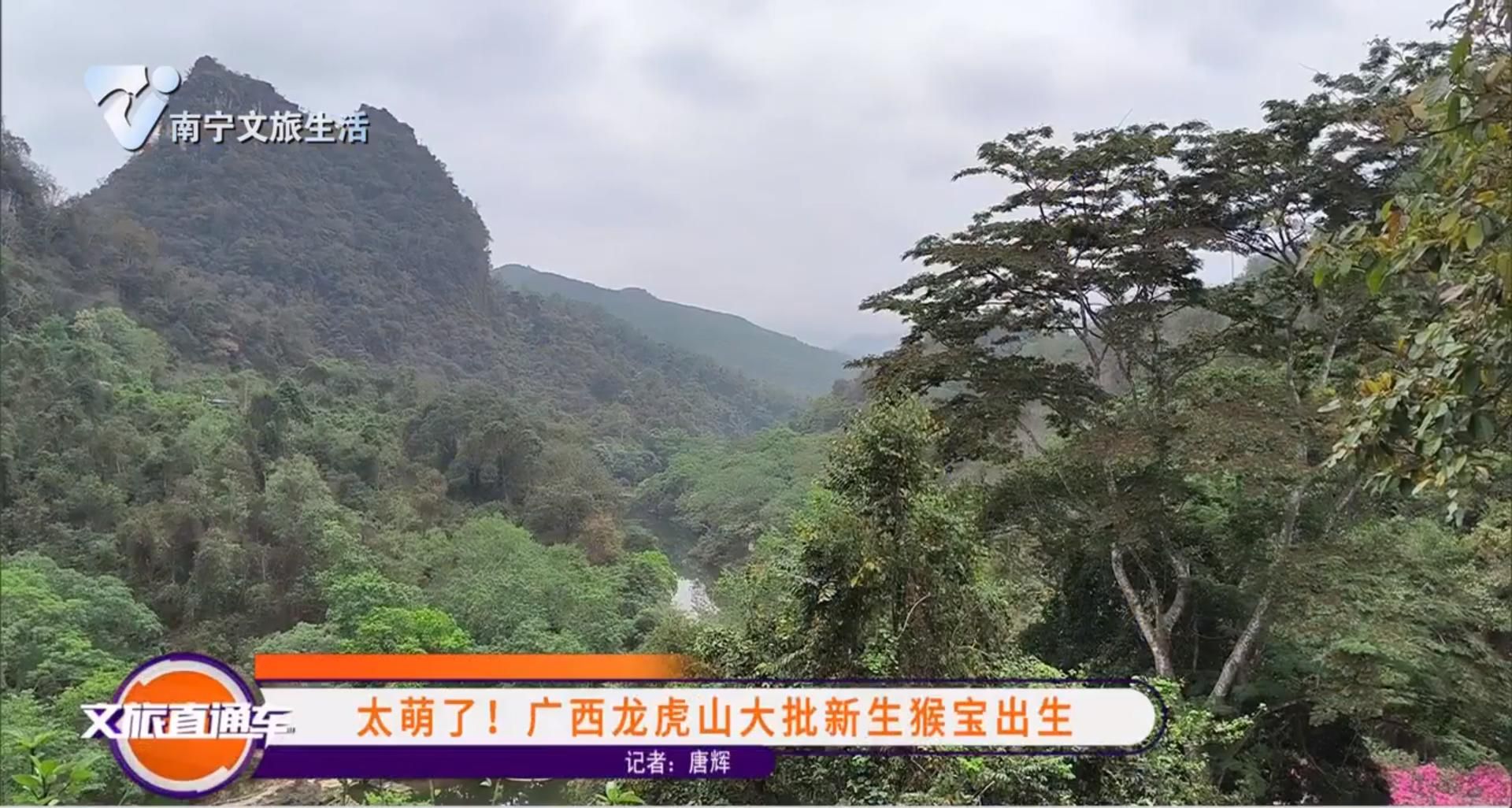 太萌了!广西龙虎山大批新生猴宝出生