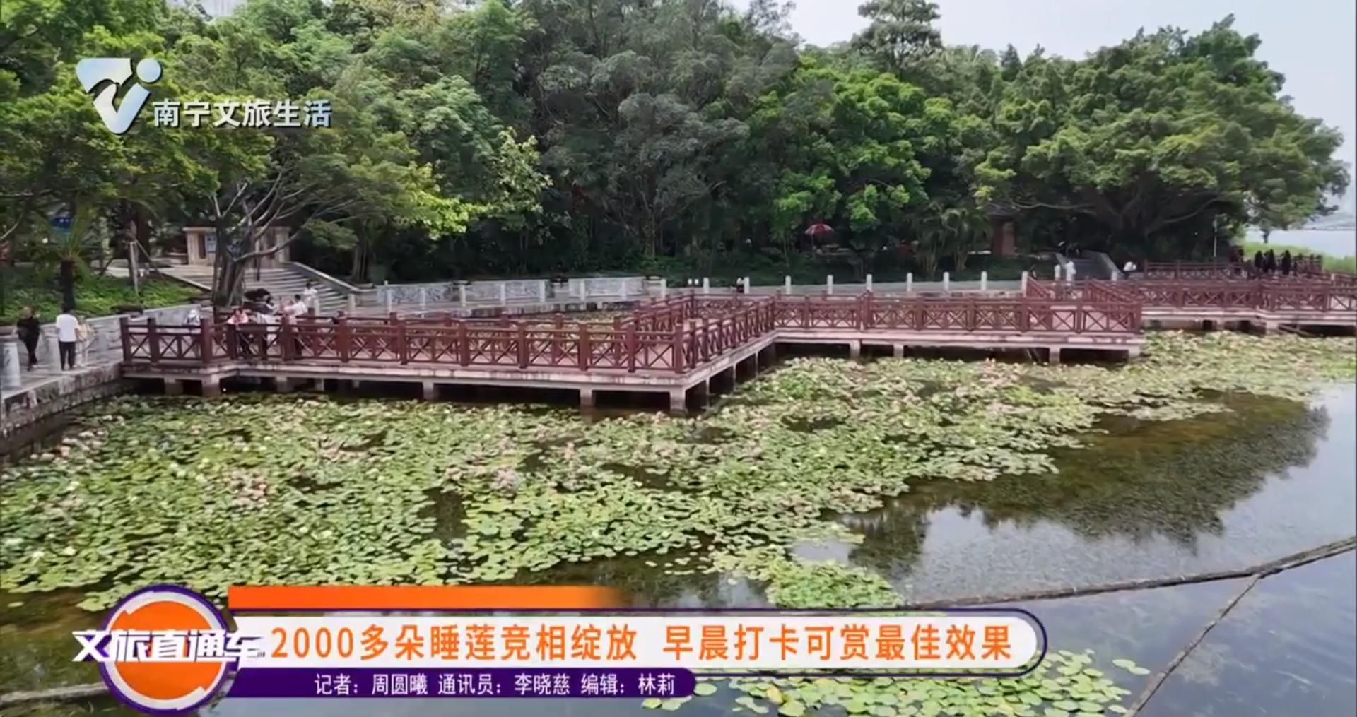 2000多朵睡莲竞相绽放 早晨打卡可赏最佳效果