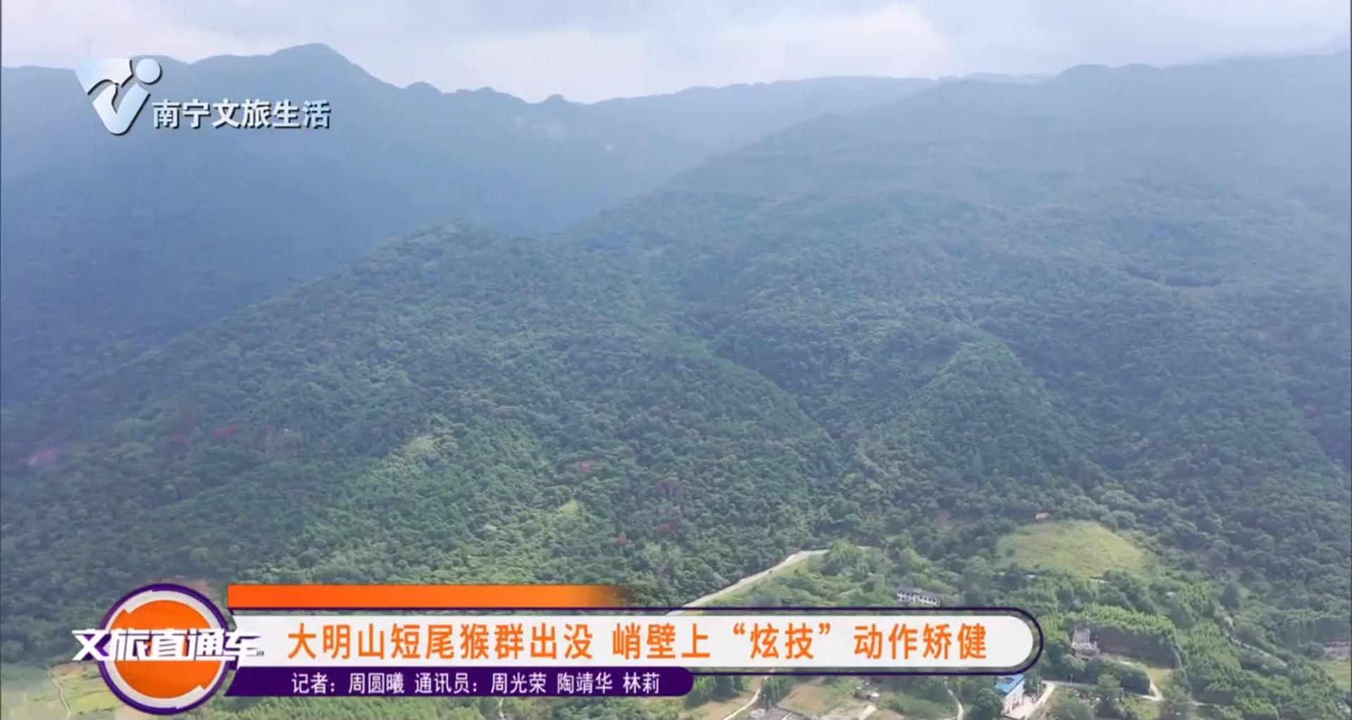 大明山短尾猴群出没 峭壁上“炫技”动作矫健