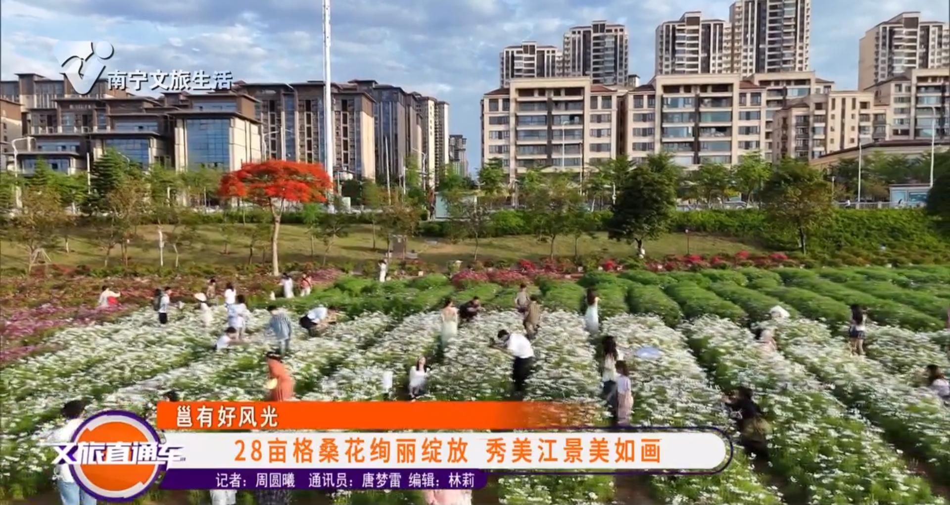 【邕有好风光】28亩格桑花绚丽绽放 秀美江景美如画