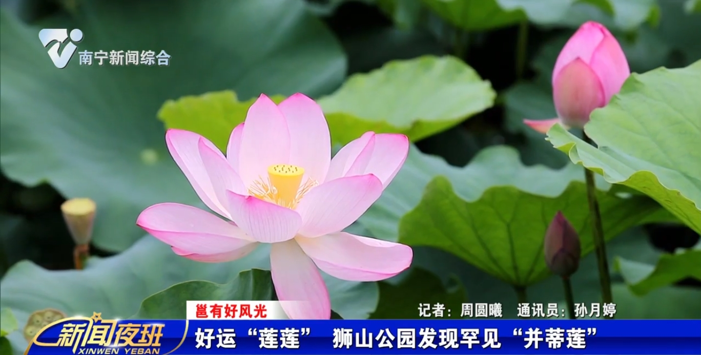 【邕有好風光】好運“蓮蓮” 獅山公園發(fā)現(xiàn)罕見“并蒂蓮” 