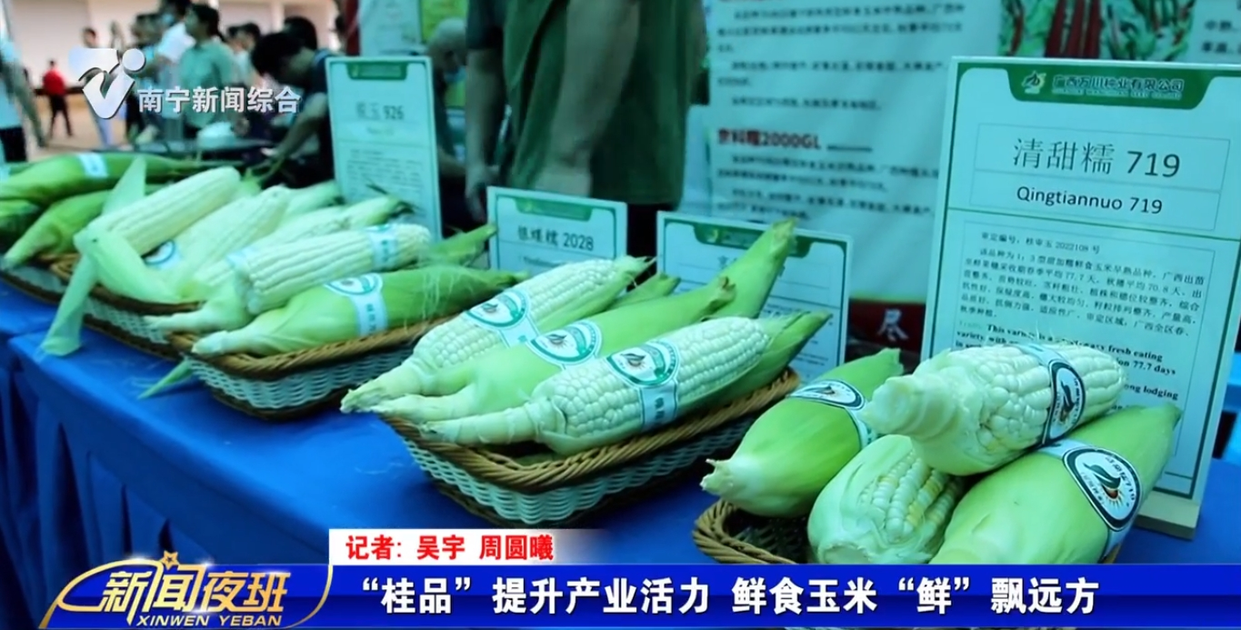 “桂品”提升產(chǎn)業(yè)活力 鮮食玉米“鮮”飄遠方  
