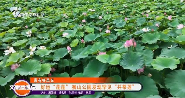 《邕有好风光》好运“莲莲” 狮山公园发现罕见“并蒂莲”