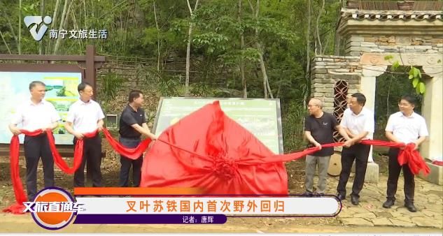 叉叶苏铁国内首次野外回归