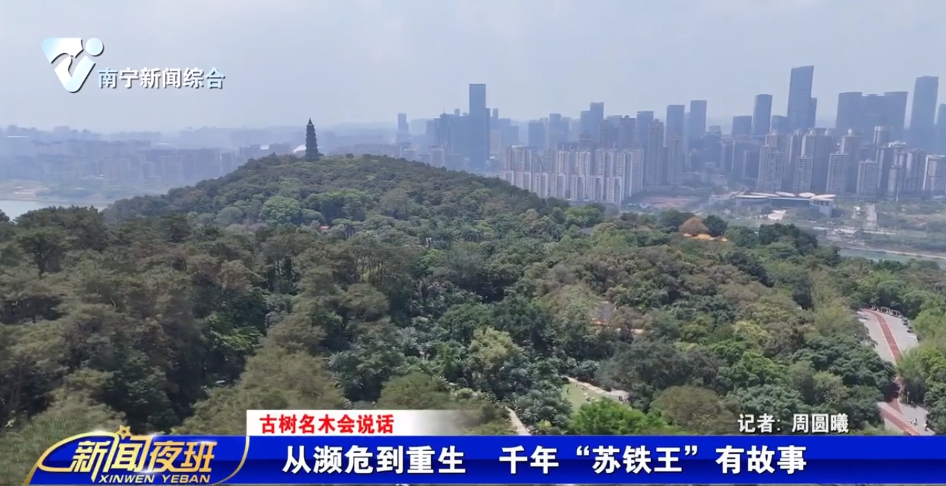 【古樹名木會說話】從瀕危到重生  千年“蘇鐵王”有故事 