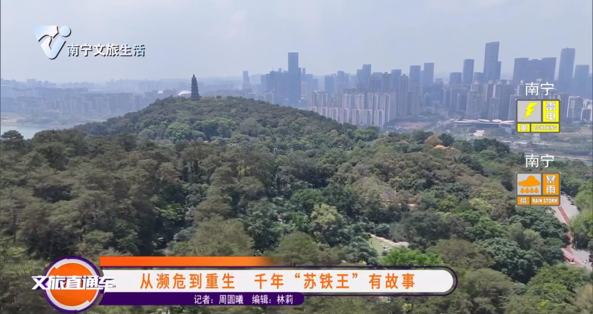 从濒危到重生 千年“苏铁王”有故事