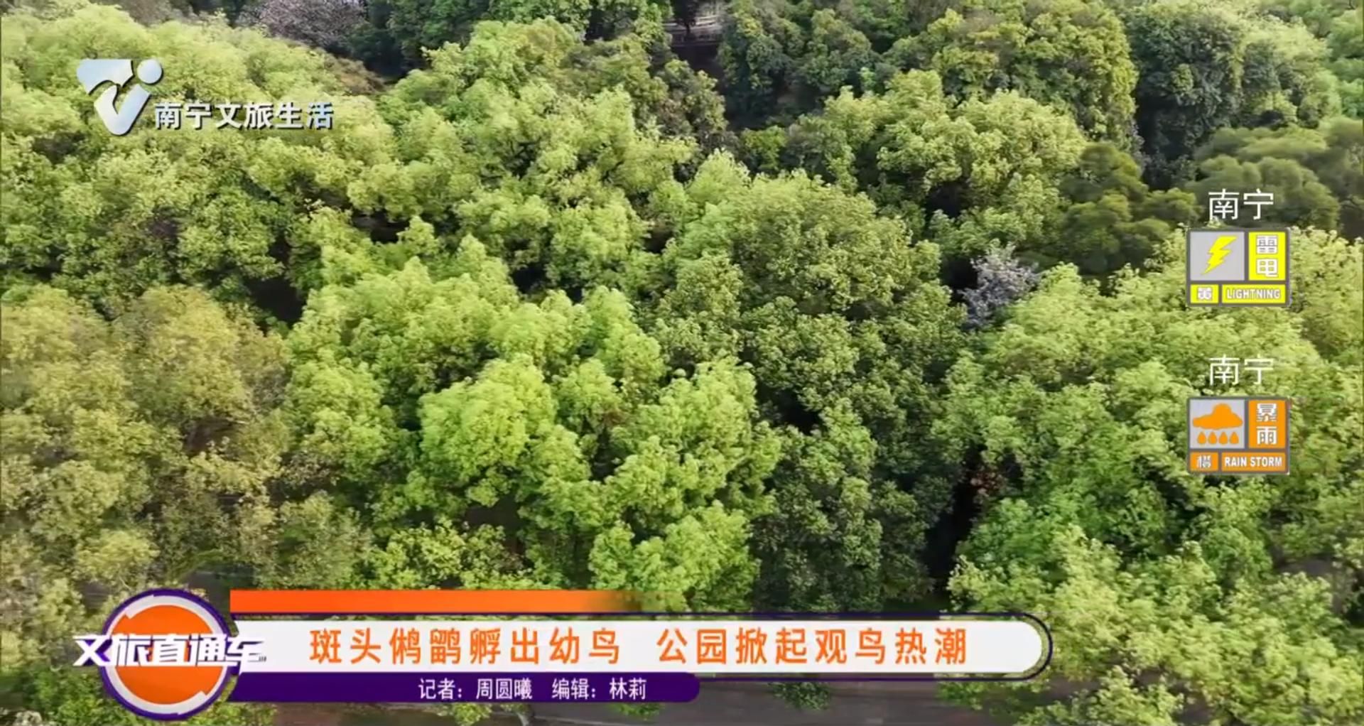 斑头鸺鹠孵出幼鸟 公园掀起观鸟热潮